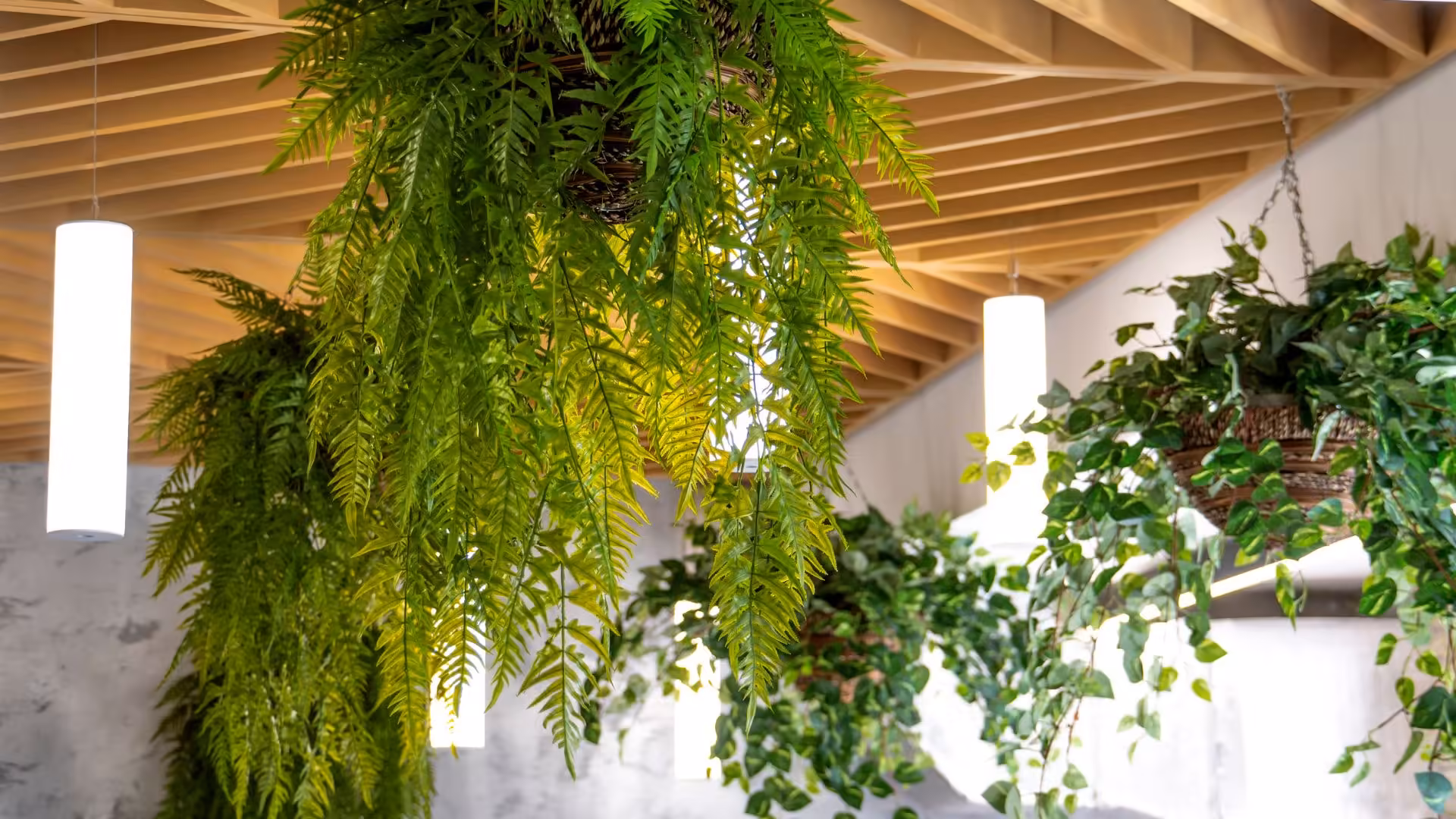 Biofilia no design de interiores como trazer a natureza para dentro de casa