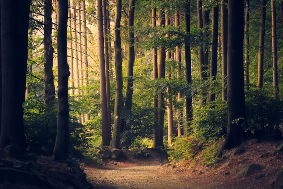 Floresta com raios de sol atravessando o dossel verde — o ambiente natural que o design biofílico busca recriar internamente